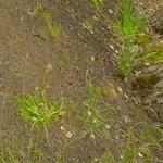 Stang Tree Service - photo 5