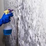 Discovery Mold Experts - photo 1