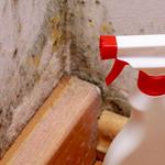 Discovery Mold Experts - photo 3