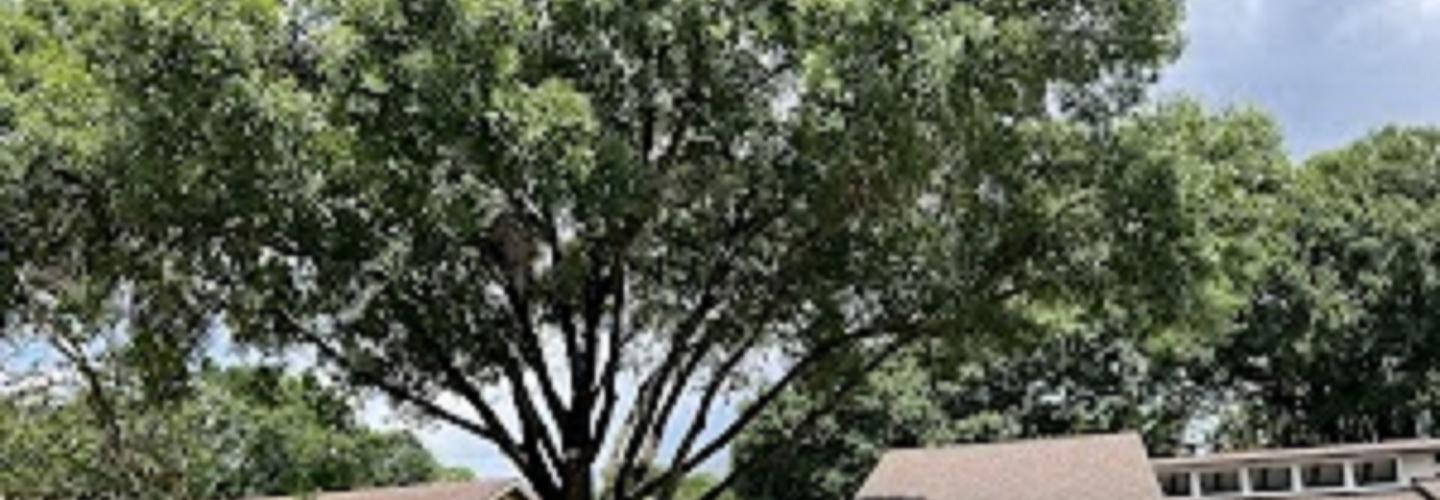 Precision Tree and Outdoor Services cover photo