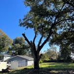 Precision Tree and Outdoor Services - photo 5