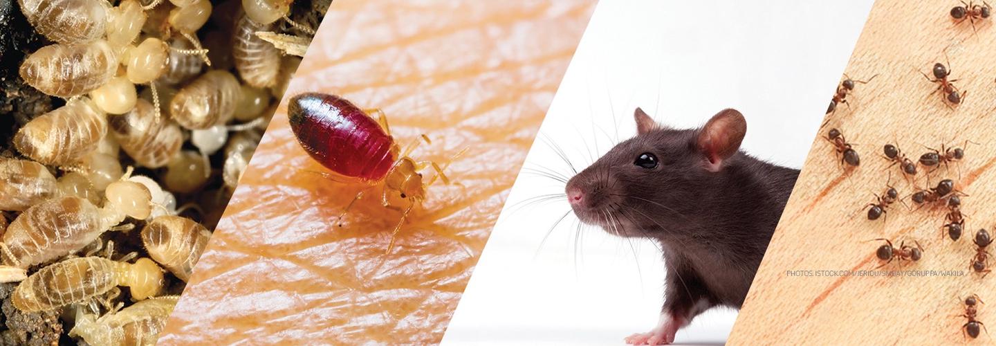 Massey Pest Control Bendigo
