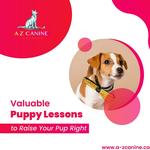 A-Z Canine Training - photo 5