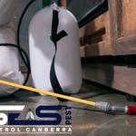 Possum Removal Canberra - photo 5