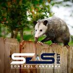 Possum Removal Canberra - photo 7