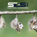 Possum Removal Canberra - photo 8