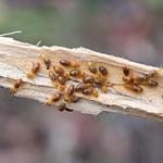 AltraSpray Pest Control - photo 1