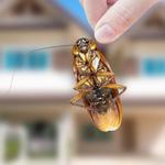 AltraSpray Pest Control - photo 2