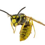 AltraSpray Pest Control - photo 3