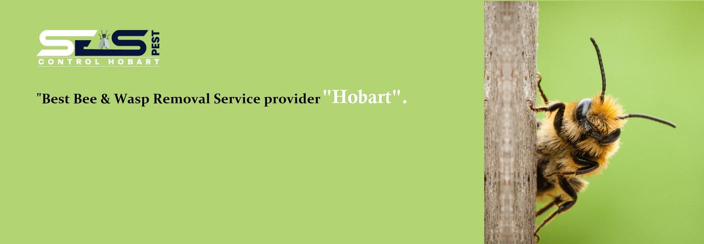 Bee Control Hobart cover photo