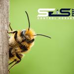 Bee Control Hobart - photo 1