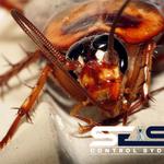 Cockroach Pest Control Sydney - photo 4