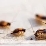 Cockroach Pest Control Sydney - photo 5