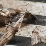 Pest Control Hobart - photo 1