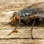 Pest Control Hobart - photo 3