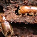 Borer Control Perth - photo 1