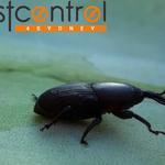 Borer Pest Control Sydney - photo 1