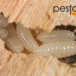 Borer Pest Control Sydney - photo 2