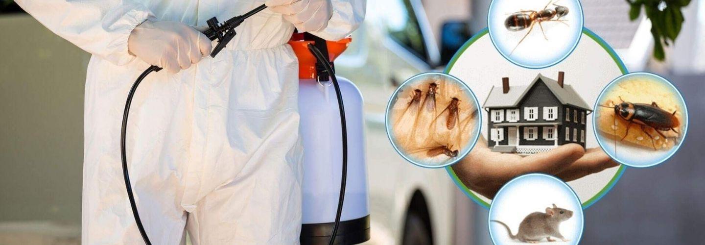 Borer Pest Control Sydney cover photo