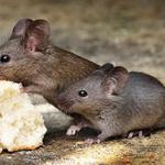 Be Pest Free Rodent Control Adelaide - photo 1