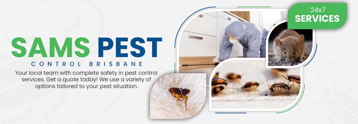 Bee Control Brisbane cover photo