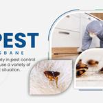 Bee Control Brisbane - photo 2