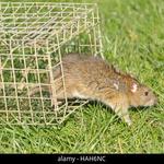 Possum Removal Hobart - photo 3