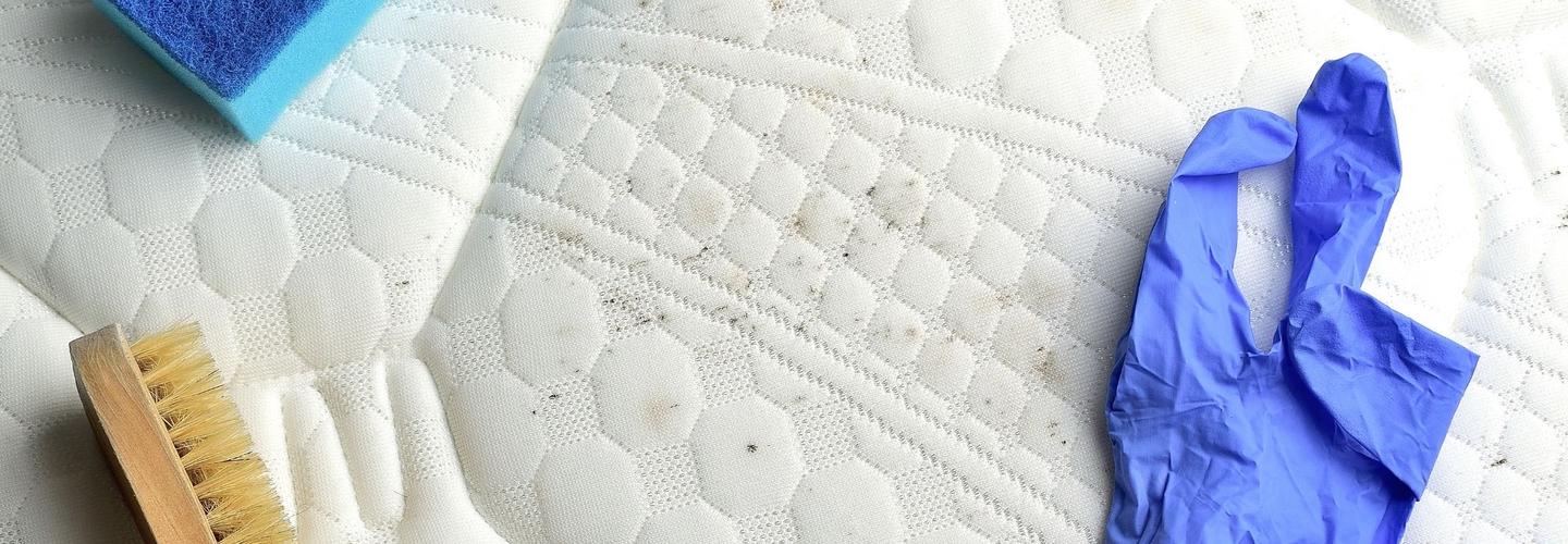 Fleming Island Mold Solutions cover photo
