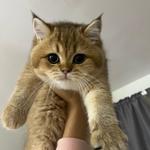 P&P Mobile Pet Groomers - photo 1