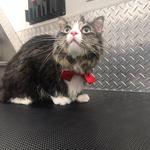 P&P Mobile Pet Groomers - photo 2