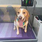P&P Mobile Pet Groomers - photo 3