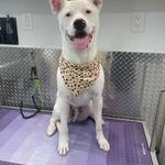 P&P Mobile Pet Groomers - photo 4