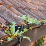 Aberdeen Gutter Cleaning - photo 6