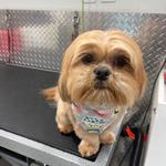 J&A Mobile Dog Grooming Services of Hollywood, FL - photo 1