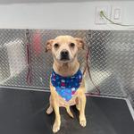 J&A Mobile Dog Grooming Services of Hollywood, FL - photo 2