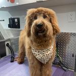 J&A Mobile Dog Grooming Services of Hollywood, FL - photo 3