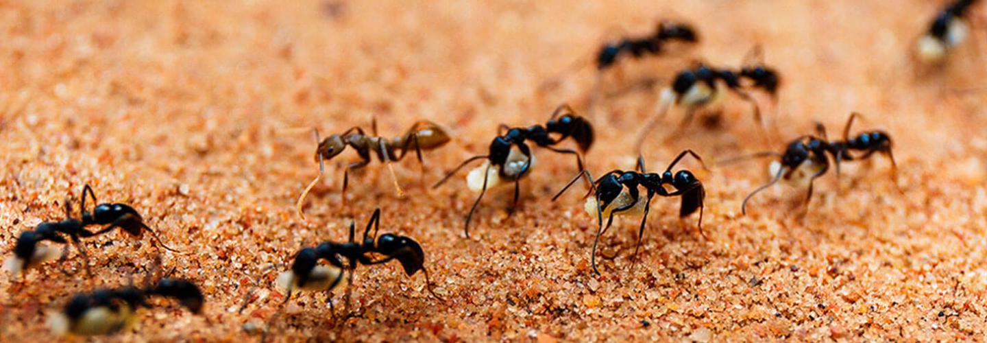 Be Pest Free Ants Control Adelaide cover photo