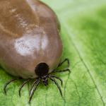 Fast Pest Control Hobart - photo 4