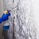Concord Grape Mold Inspections - photo 1