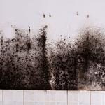 Concord Grape Mold Inspections - photo 3