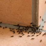 White Ant Control Hobart - photo 1