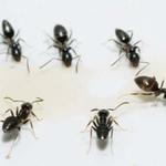 White Ant Control Hobart - photo 2