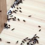 Pelican Island Pest Control - photo 1