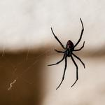 Pelican Island Pest Control - photo 2