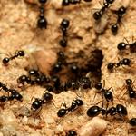 Pelican Island Pest Control - photo 3