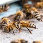 Pelican Island Pest Control - photo 4