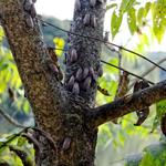 Pelican Island Pest Control - photo 5