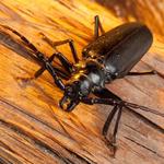 Pelican Island Pest Control - photo 6