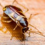 Pelican Island Pest Control - photo 8