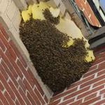 Pelican Island Pest Control - photo 10